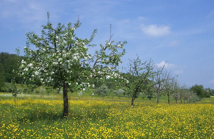 Zoom: obstsammlung.jpg